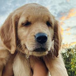 Cocker Spaniels and Golden Retrievers from American Golden Retrievers