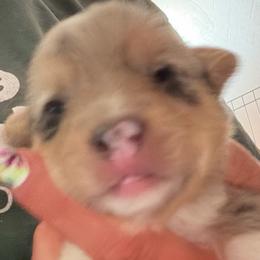 Blue Merle - Blue merle and white female American Corgi puppy in Pioneer, Michigan from Country Corners Corgis