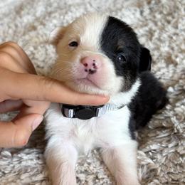 Boy 5 - male Border Collie puppy in Shawnee, Oklahoma from Cross K Working Collies - Pure Bred Border Collies