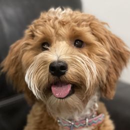 Chloe - Goldendoodle