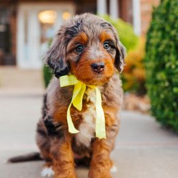 Aussiedoodle, Cavapoo, and Miniature American Shepherd Puppies from Maddilyn Dennett