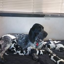 Bluetick Coonhound and Griffon Bleu de Gascogne Puppies from Holcomb's Hounds