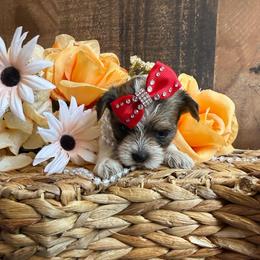Cricket - Parti female Yorkshire Terrier puppy in Howe, Oklahoma from Ray Holder