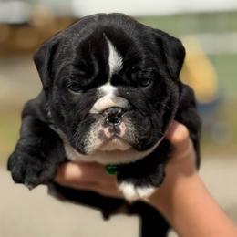 Boy 2 - Brindle male Bulldog puppy in Quinlan, Texas from Wright Way Retrievers
