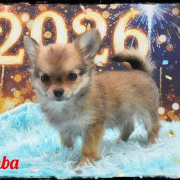 Simba - Fawn male Chihuahua puppy in Demorest, Georgia from Sourpatch Chihuahuas