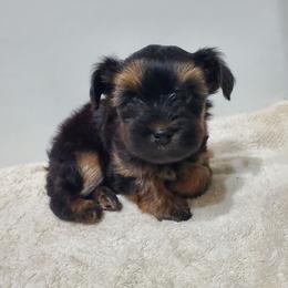 Ezle - Black and tan male Shorkie puppy in Sandy, Utah from Phantom League Schnauzers