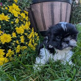 Cal - Black and white male Shih Tzu puppy in West Pawlet, Vermont from Morgan's Shih Tzus