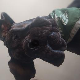 Blue Doo - Great Dane