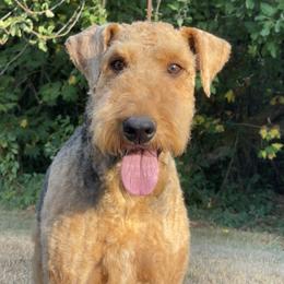 Airedale Terrier Puppies from Seaquest Airedales