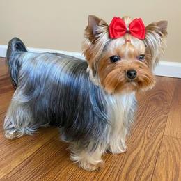 Yuki - Yorkshire Terrier
