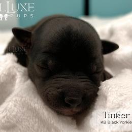 Tinker - Black and tan female Yorkshire Terrier puppy in Scottsdale, Arizona from Lil Luxe Pups