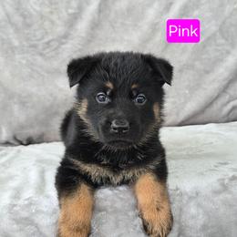 Miss Pink - Black and red female German Shepherd puppy in Sumner, Iowa from Vom Wilke Kennels