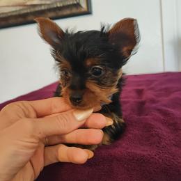 Mr. Blue - Black and gold male Yorkshire Terrier puppy in Woodway, Texas from The Yorkie Empire