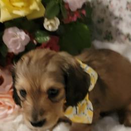 Dachshund Puppies from CLARK'S BREEDING PROGRAM
