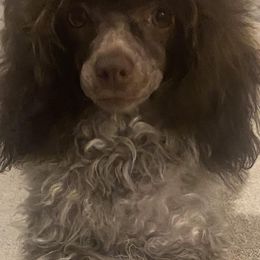 Poodles from Miniature Poodles