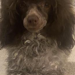 Poodles from Miniature Poodles