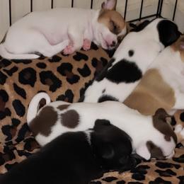 Chihuahuas and German Shepherds from Gunnersville Farm