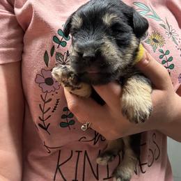 Yellow - Black and silver female Miniature Schnauzer puppy in Sparta, North Carolina from New River Miniature Schnauzers