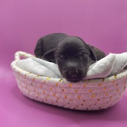 Black tan female - Black and tan female Dachshund puppy in Lakeland, Florida from Elite Doxies Florida