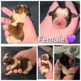 Female 1 - Gold and white female Shih Tzu puppy in Tucson, Arizona from Jocelyn DeMarco's Shih Tzus