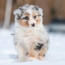 Flora - Blue merle female Australian Shepherd puppy in Woodford, Virginia from Skyborne Australian Shepherds
