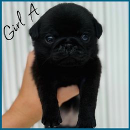 Girl A - Black female Pug puppy in Sarasota, Florida from Wicked Kennel
