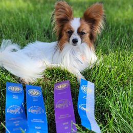 Companion Crosses, Papillons, and Pomeranians from Lovely Ladies and Little Asses Miniature Equines (L3A Pomeranians & Papillons)