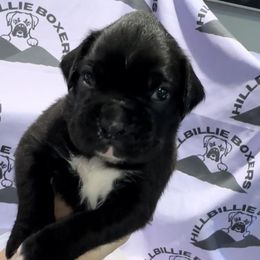Maximus - Boxer puppy from Hillbillie Boxers
