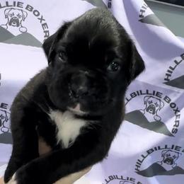 Maximus - Boxer puppy from Hillbillie Boxers