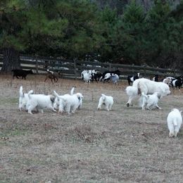 Great Pyrenees and Leonberger Puppies from Easter Acres