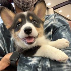 Pembroke Welsh Corgis from ROC