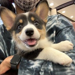 Pembroke Welsh Corgis from ROC