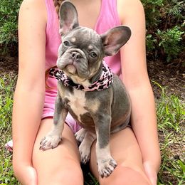 Stella - French Bulldog