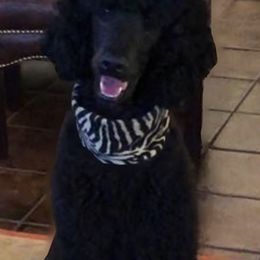 Labrador Retrievers and Poodles from Cody’s Sweet Water Kennels