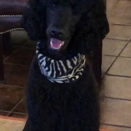 Labrador Retrievers and Poodles from Cody’s Sweet Water Kennels