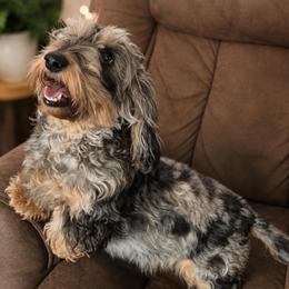 Poppy - Dapple female Dachshund puppy in Pleasant Plains, Arkansas from JGBs Silver Spur Dachshunds