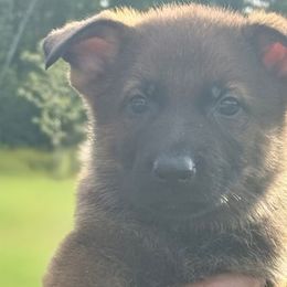 Green collar - Sable male German Shepherd puppy in Canterbury, Connecticut from Nachtwaechter German Shepherds, LLC