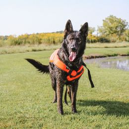 Frida - German Shepherd