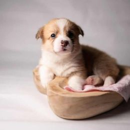 American Corgi and Pembroke Welsh Corgi Puppies from Constellation Corgi
