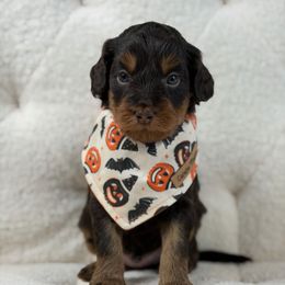 Denali - Chocolate male Goldendoodle puppy in Sedona, Arizona from Garside Doodles