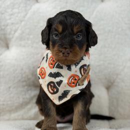 Denali - Chocolate male Goldendoodle puppy in Sedona, Arizona from Garside Doodles