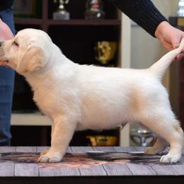 Labrador Retriever Puppies from BAK Forty Ranch