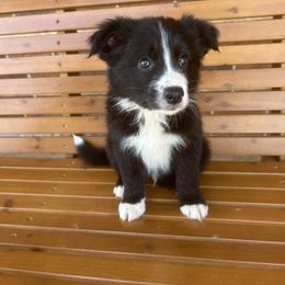 Border Collie Puppies from SoCal/Promise Land Border Collies