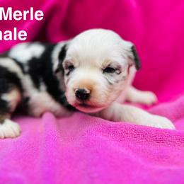 Merle girl - Blue merle female Miniature Australian Shepherd puppy in Randleman, North Carolina from Deep River Aussies and Dachshunds