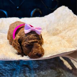 Ducky - Brown female Cockapoo puppy in Kingfisher, Oklahoma from Perdue Puppies