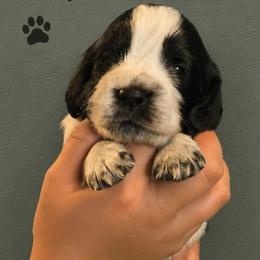 Pirate - Black and white male English Springer Spaniel puppy in Fort White, Florida from Thunderbird Springers