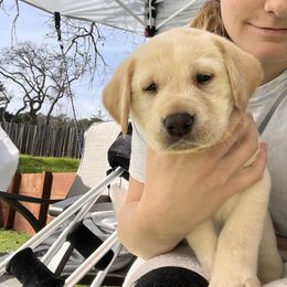 Labrador Retriever Puppies from Hill's Labs