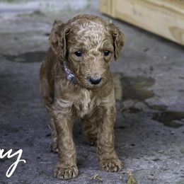 Gray Collar - Red  female Poodle puppy in Cleveland, Texas from Mayday Quality Poodles
