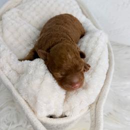 Honey - Red  female Poodle puppy in Florida from Adorable Toy-Miniature Poodles
