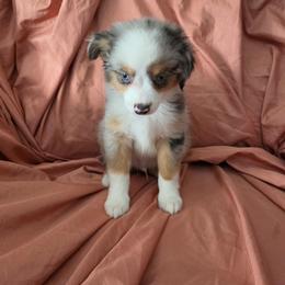 Medusa - Blue merle male Miniature Australian Shepherd puppy in Arlington, Texas from CopperHead Aussies